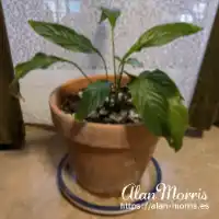 Indoor potplant.