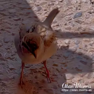 Sparrow outside Cafe Prensa..