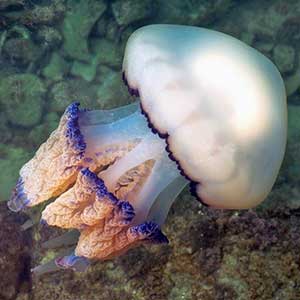 Barrel Jellyfish or Rhizostoma pulmo