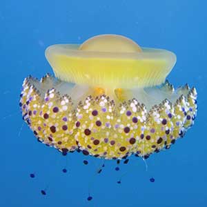 Fried Egg Jellyfish or Cotylorhiza tuberculata