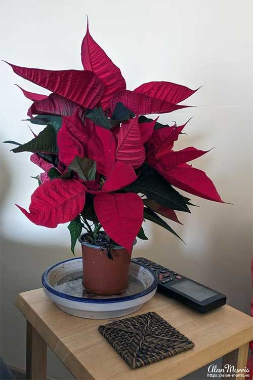 Poinsettia in my apartment.