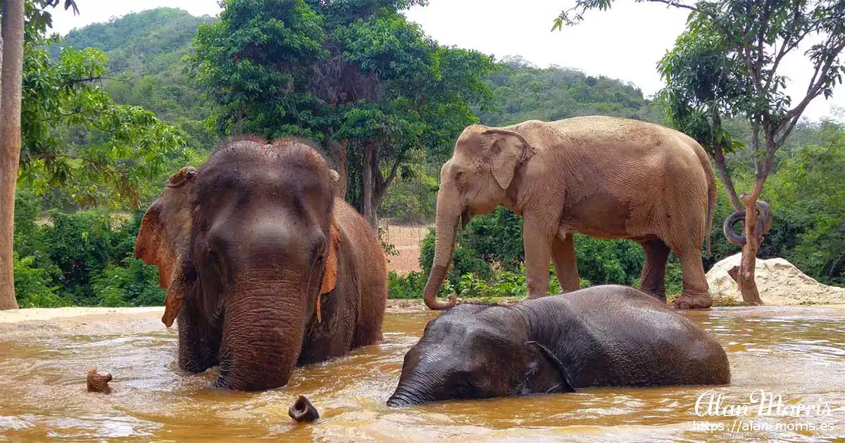 Elephants at an Elephant Jungle Sanctuary.