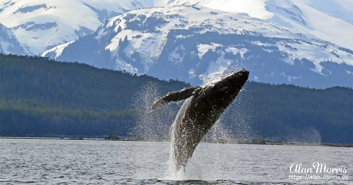 Whale breaking the surface of the water as it leaps.