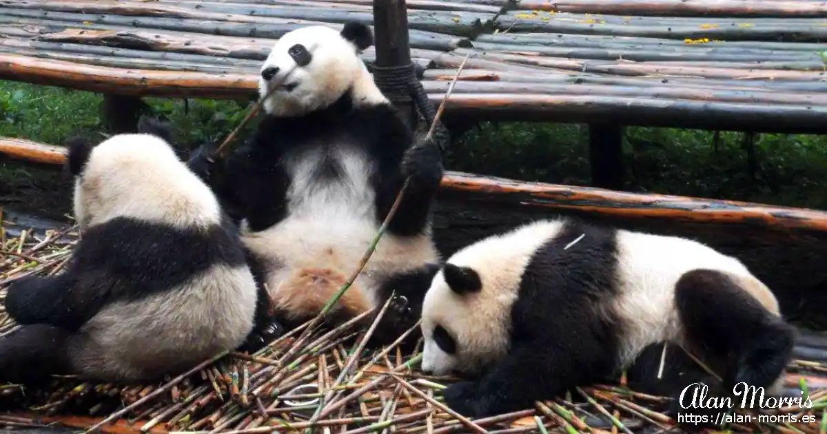 Giant Pandas eating bamboo.