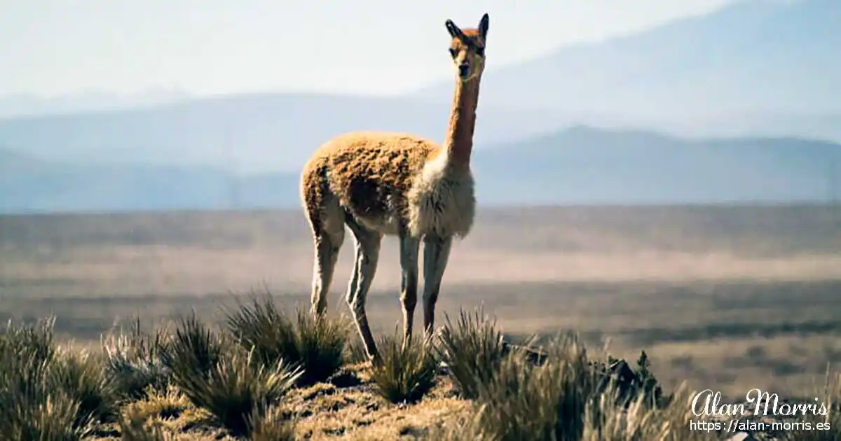 Alpaca in the Andes.