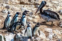 penguins