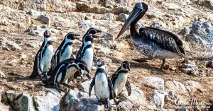 penguins