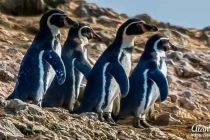 penguins2