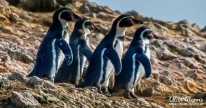 penguins2