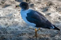 peruvian gull
