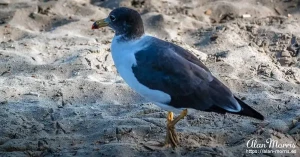 peruvian gull