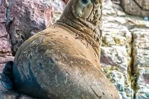 sealion