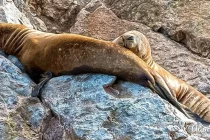 sealion2