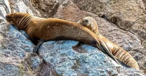 sealion2