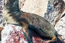 sealion3