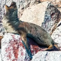 sealion3