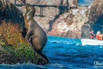 sealion4
