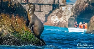 sealion4
