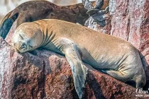 sealion5