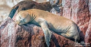 sealion5