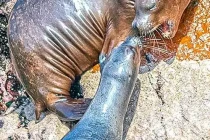 sealions