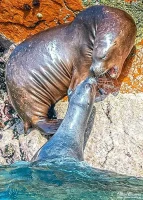 sealions