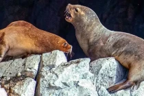 sealions2