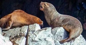 sealions2