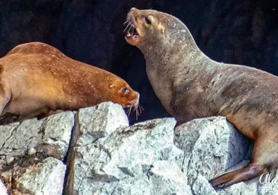 Ballestas Islands Photos.