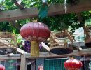 Birds cages in the courtyard of a home in the Beijing Hutongs.