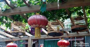 Birds cages in the courtyard of a home in the Beijing Hutongs.