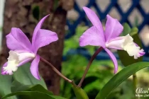 rio botanical24