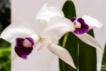 rio botanical25