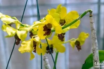 rio botanical26