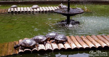 Rio de Janeiro Botanical Gardens.