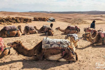 Camels sitting in the desert