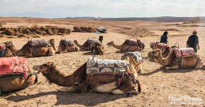 Camels sitting in the desert Camels sitting in the desert