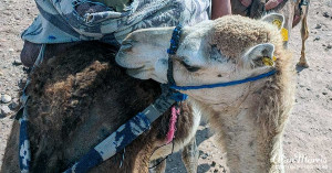 Camel chewing the hair on the back of the camel in front of it. Camel chewing the hair on the back of the camel in front of it.