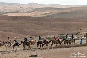 Camel train riding through the desert near Marrakech, Morocco. Camel train riding through the desert near Marrakech, Morocco.