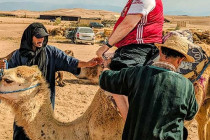 Alan Morris, on a camel in the desert, as it gets up.