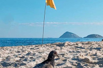 Bird strutting along Copacabana Beach.