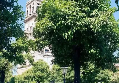 Cordoba Mosque Photos.