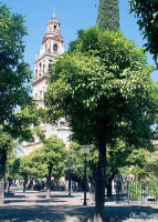 cordobamosque16 cordobamosque16