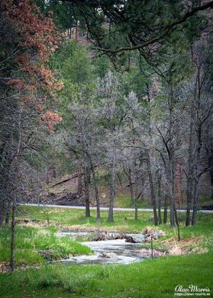 A small river that runs through Custer State Park.