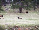 Bison, resting & grazing in Custer State Park.