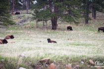 Bison, resting & grazing in Custer State Park.