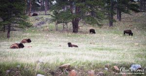 Bison, resting & grazing in Custer State Park.