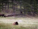 Bison, resting & grazing in Custer State Park.