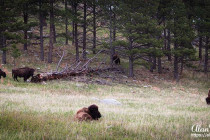 Bison, resting & grazing in Custer State Park.
