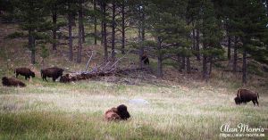 Bison, resting & grazing in Custer State Park.